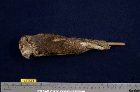 藏品(領角鴞)的圖片